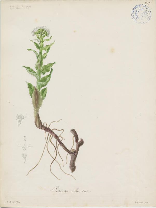 Pétasite blanc ; plante à fleurs