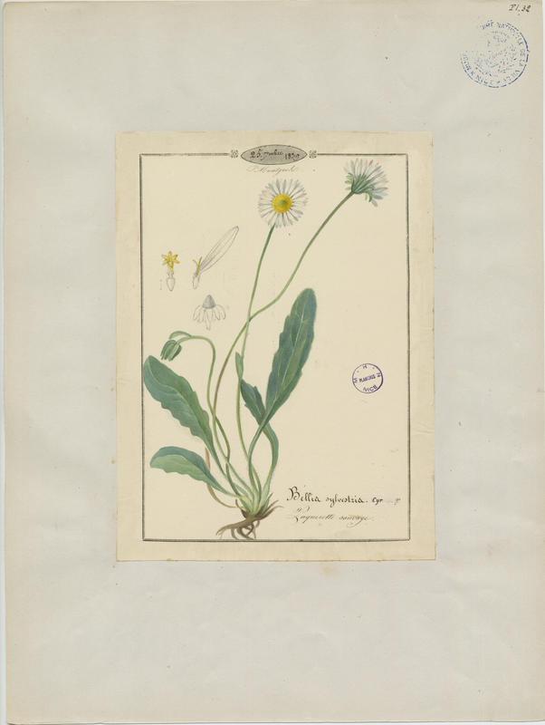 Pâquerette des bois ; plante à fleurs