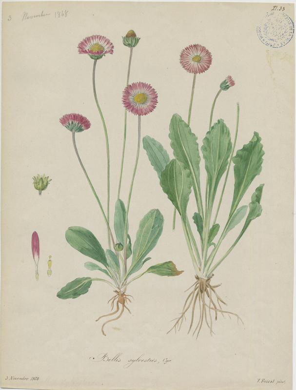 Pâquerette des bois ; plante à fleurs