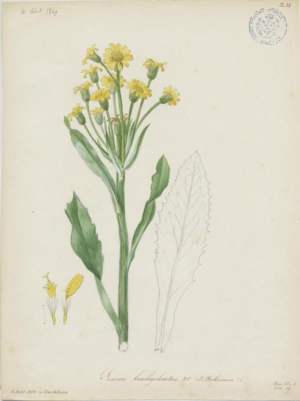 Séneçon à longues feuilles ; plante à fleurs