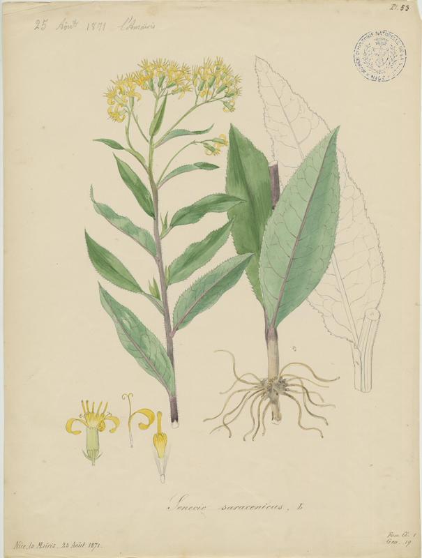 Séneçon à têtes ; plante à fleurs