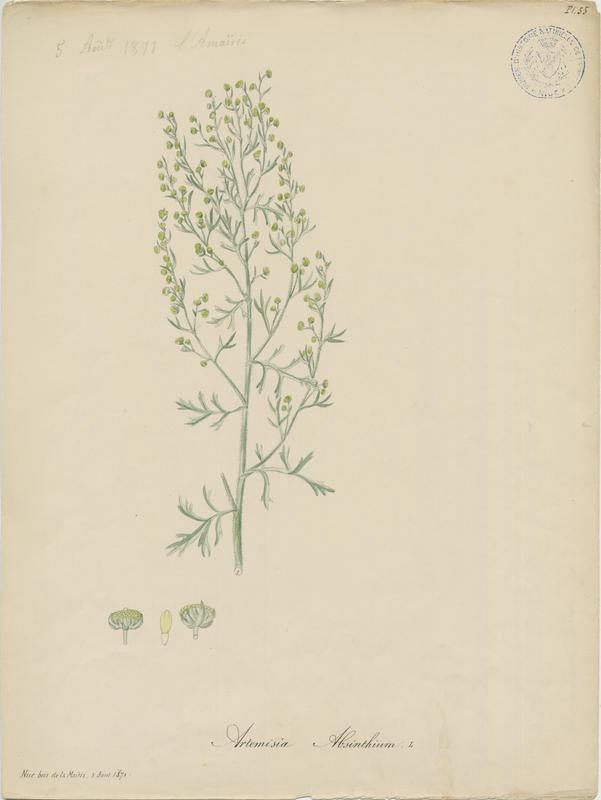 Absinthe ; plante à fleurs