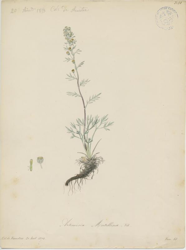 Génépi blanc ; plante à fleurs