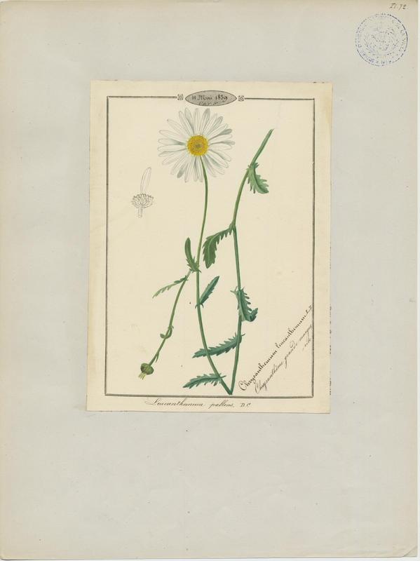 Marguerite à bractées pâles ; plante à fleurs