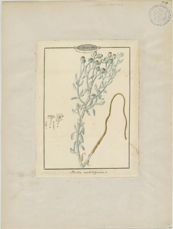 Diotis cotonneuse ; Diotis maritime ; Diotis laineux ;  Othanthe maritime ; Diotis blanc ; plante à fleurs