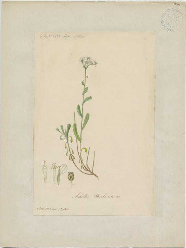 Achillée à feuilles simples ; plante à fleurs