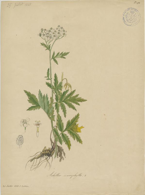 Achillée à grandes feuilles ; plante à fleurs