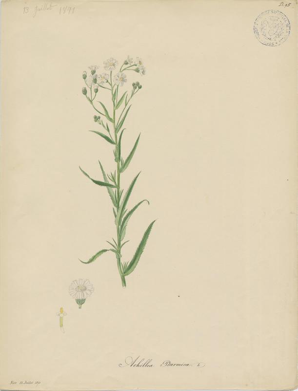 Achillée ptarmique ; plante à fleurs