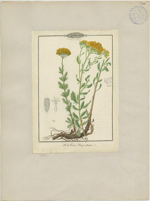 Achillée à feuilles d'agératum ; Achillée visqueuse ; Herbe-au-charpentier ; plante à fleurs