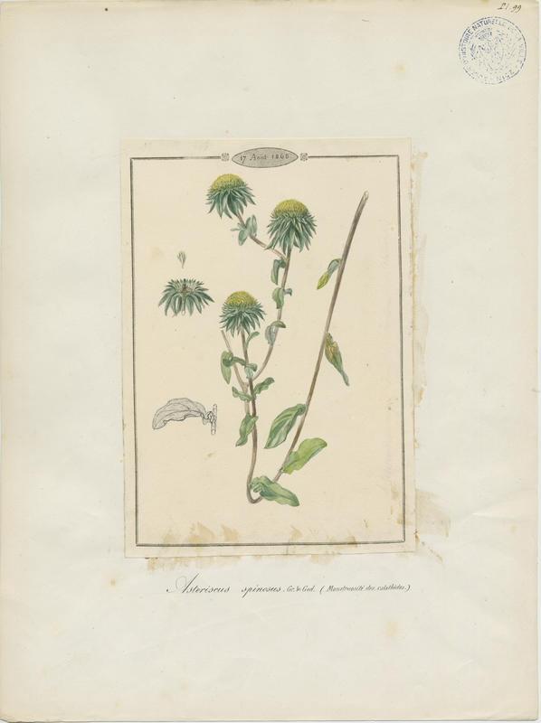 Buphtalme épineux ; plante à fleurs