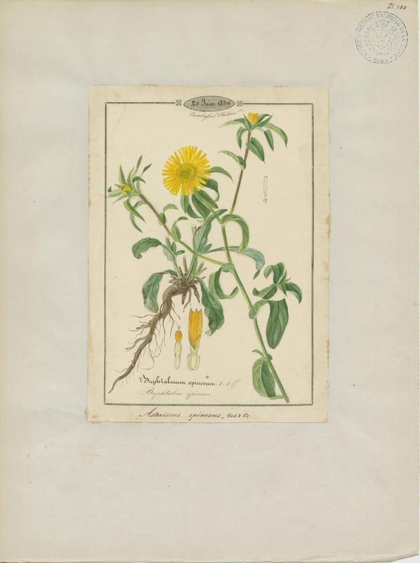 Buphtalme épineux ; plante à fleurs