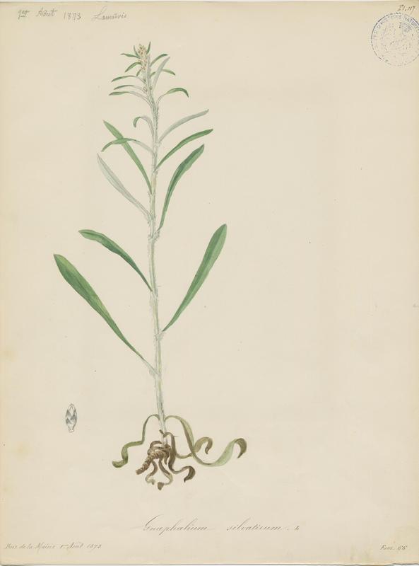Gnaphale des bois ; plante à fleurs