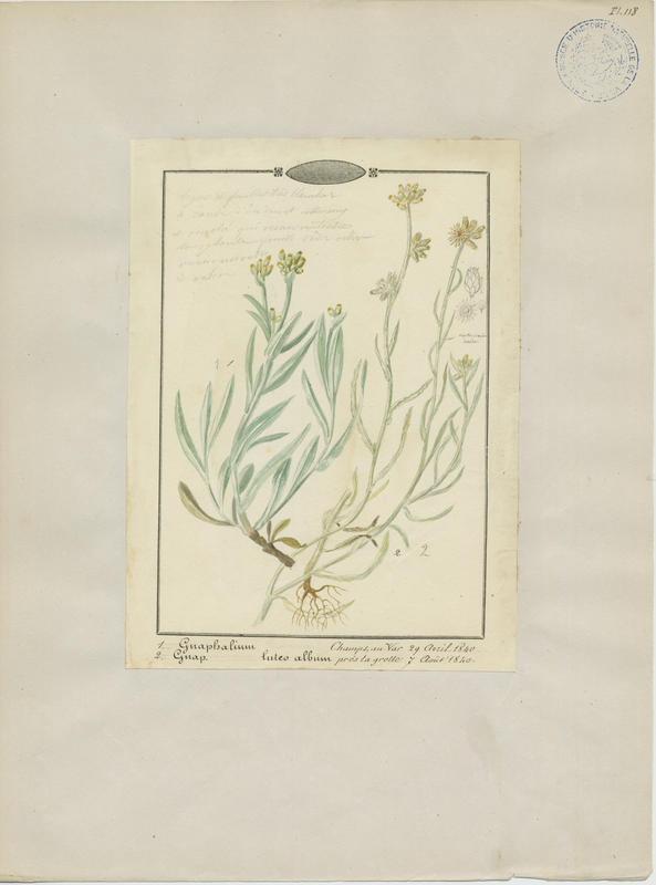 Cotonnière blanc jaunâtre ; plante à fleurs