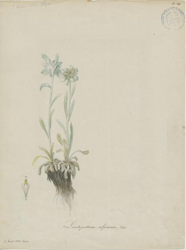 Edelweiss ; Étoile d'argent ; Pied de Lion ; Étoile des glaciers ; Immortelle des Alpes ; Cotonnière étoilée ; plante à fleurs