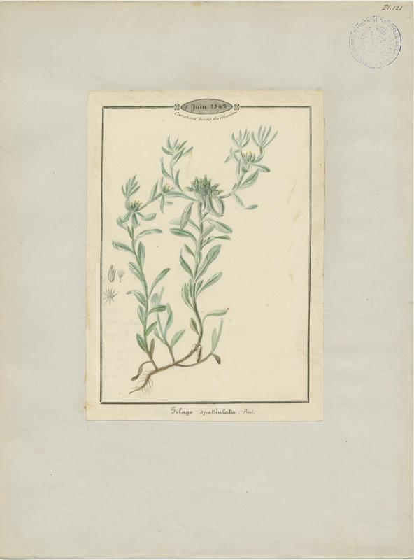 Cotonnière à feuilles spatulées ; plante à fleurs