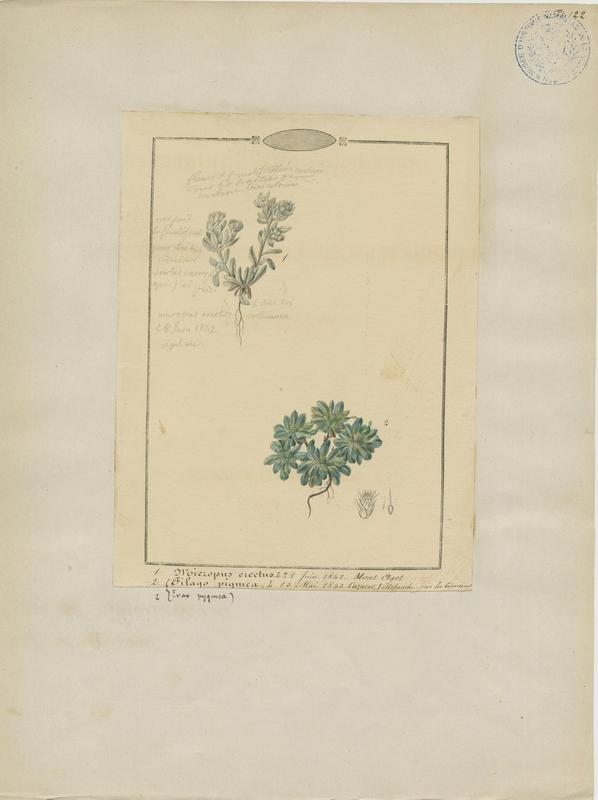 Cotonnière dressée ; plante à fleurs
