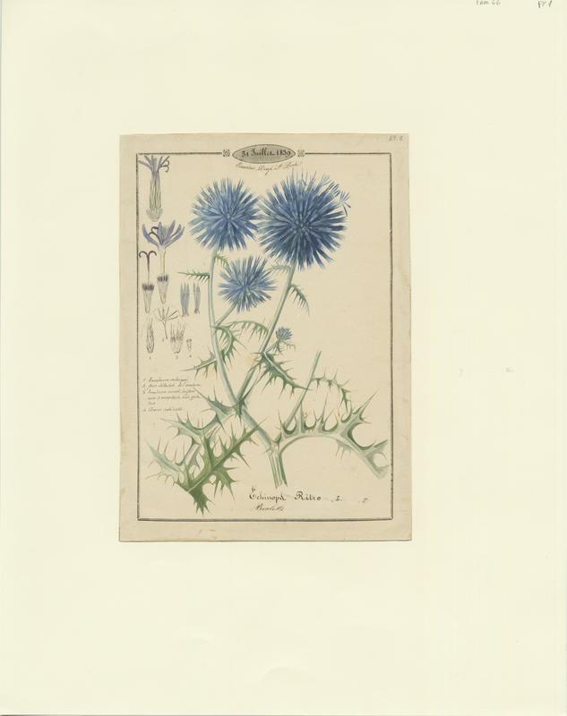 Boulette ; plante à fleurs
