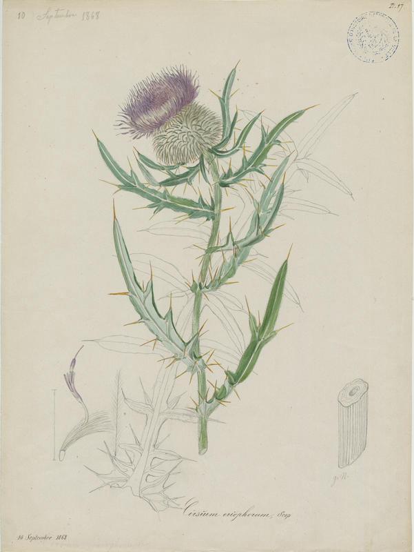 Cirse laineux ; plante à fleurs