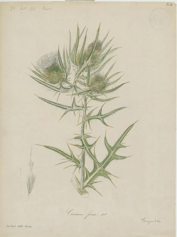 Cirse féroce ; plante à fleurs