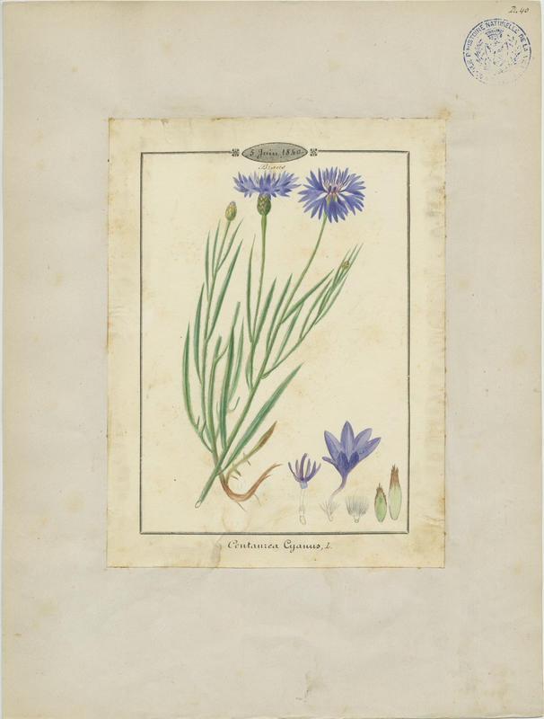Bleuet ; plante à fleurs