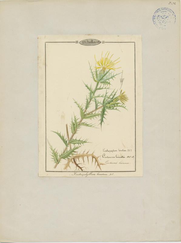 Carthame laineux ; plante à fleurs