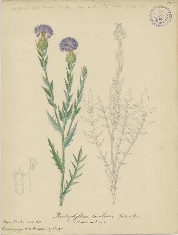 Carthame bleu ; plante à fleurs