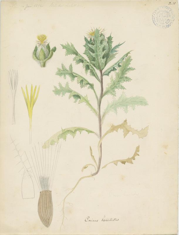 Chardon béni ; plante à fleurs