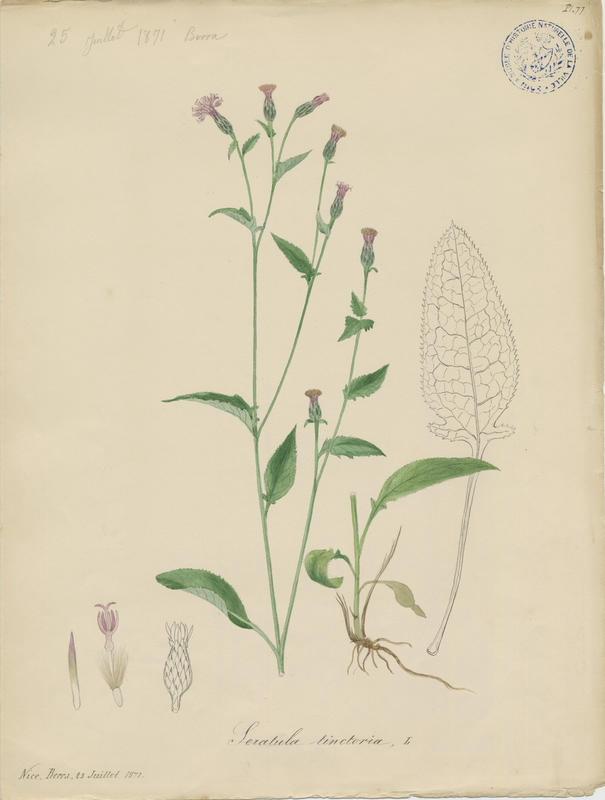 Serratule des teinturiers ; plante à fleurs