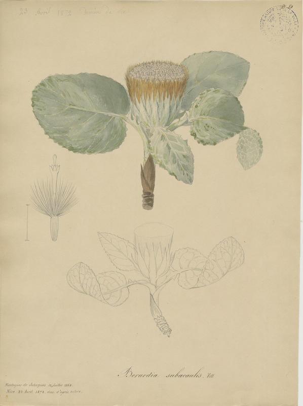 Bérardi ; Chardon de Bérard ; plante à fleurs