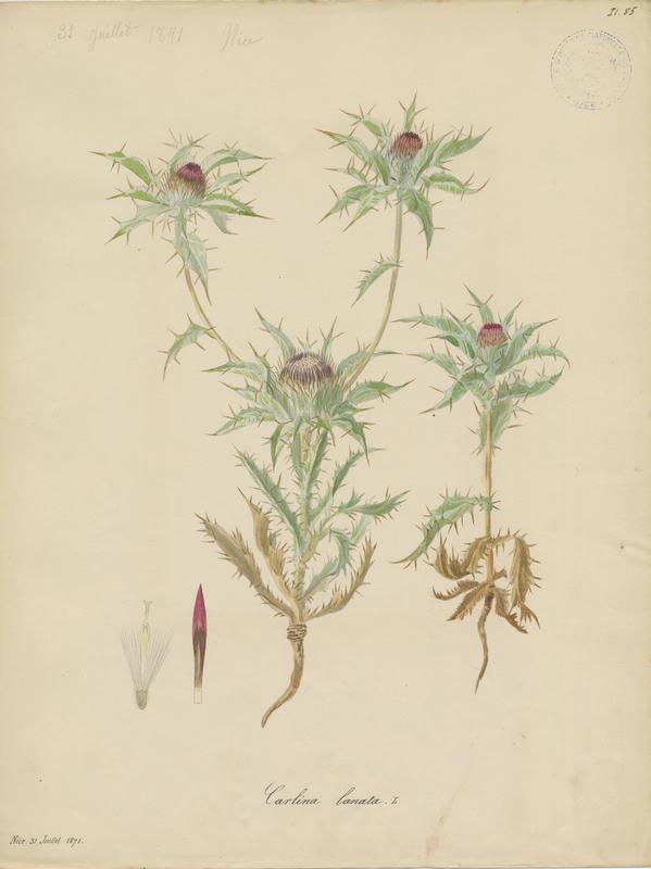 Carline laineuse ; plante à fleurs