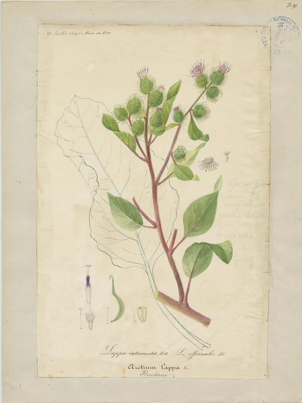 Bardane ; plante à fleurs
