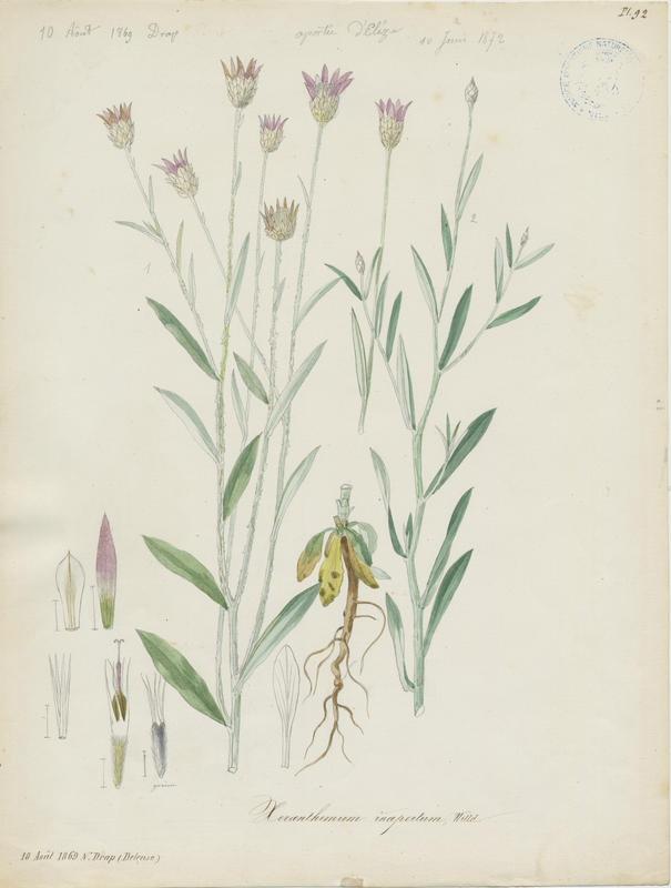 Xéranthème fermé ; plante à fleurs