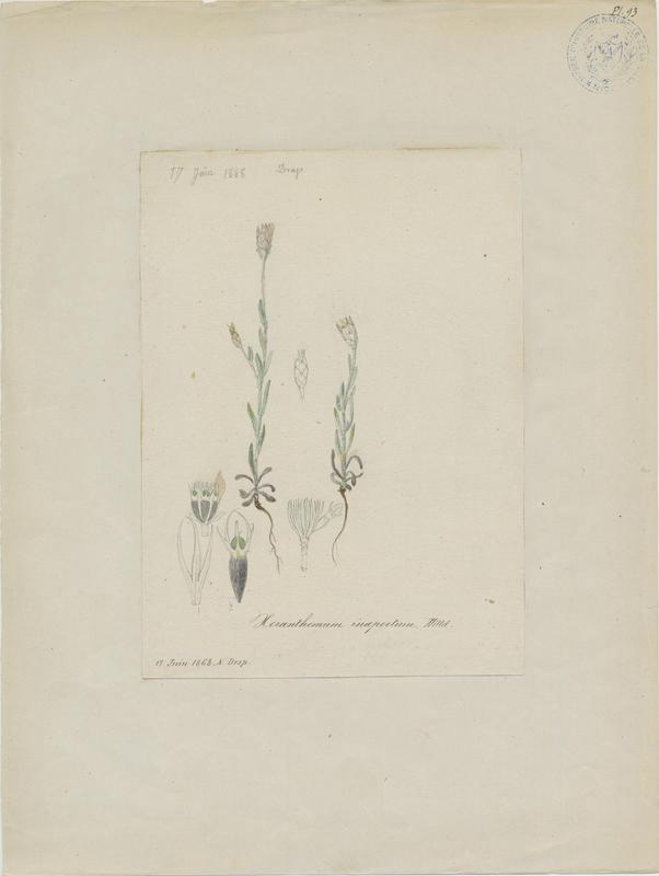 Xéranthème fermé ; plante à fleurs