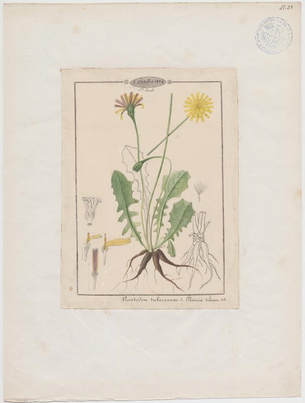 Liondent tubéreux ; plante à fleurs