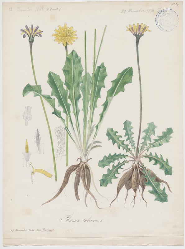 Liondent tubéreux ; plante à fleurs
