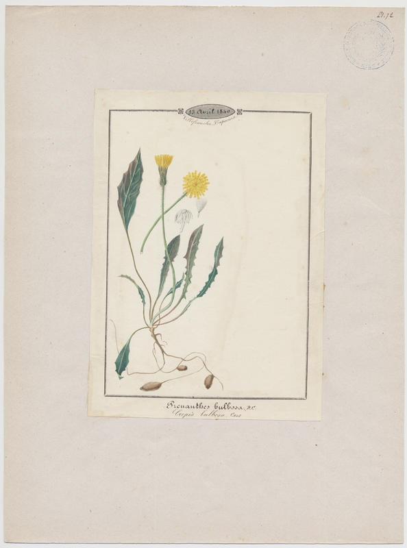 Crépis bulbeux ; plante à fleurs