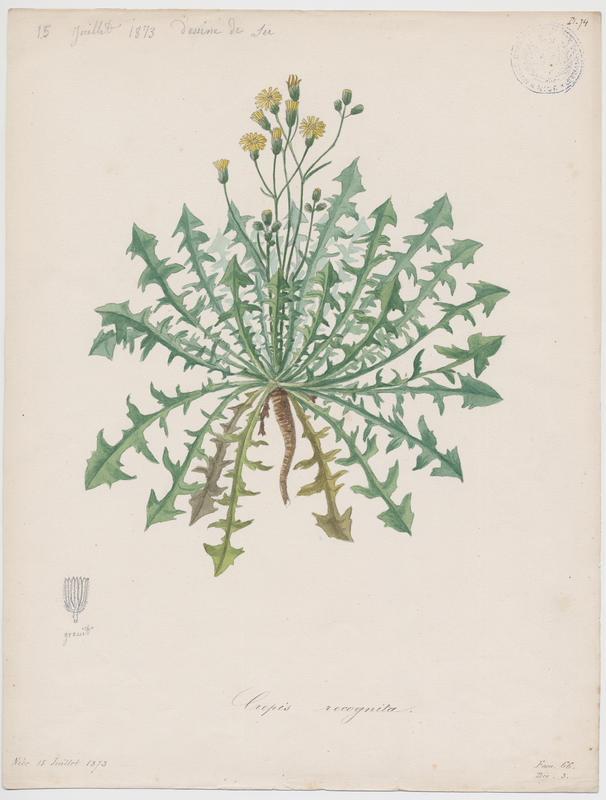 Barkhausie à feuilles de pissenlit ; plante à fleurs