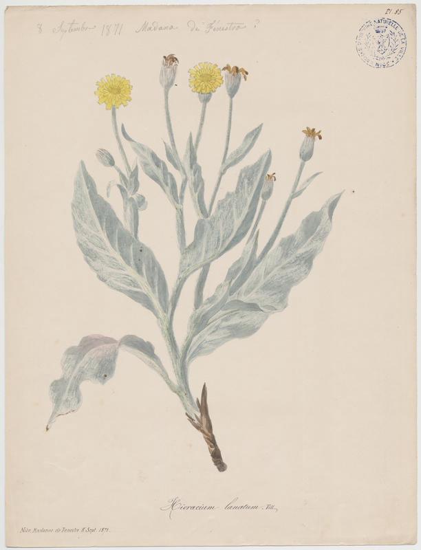 Epervière laineuse ; plante à fleurs