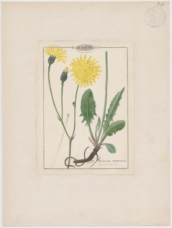 Epervière des bois ; Épervière des murs ; plante à fleurs