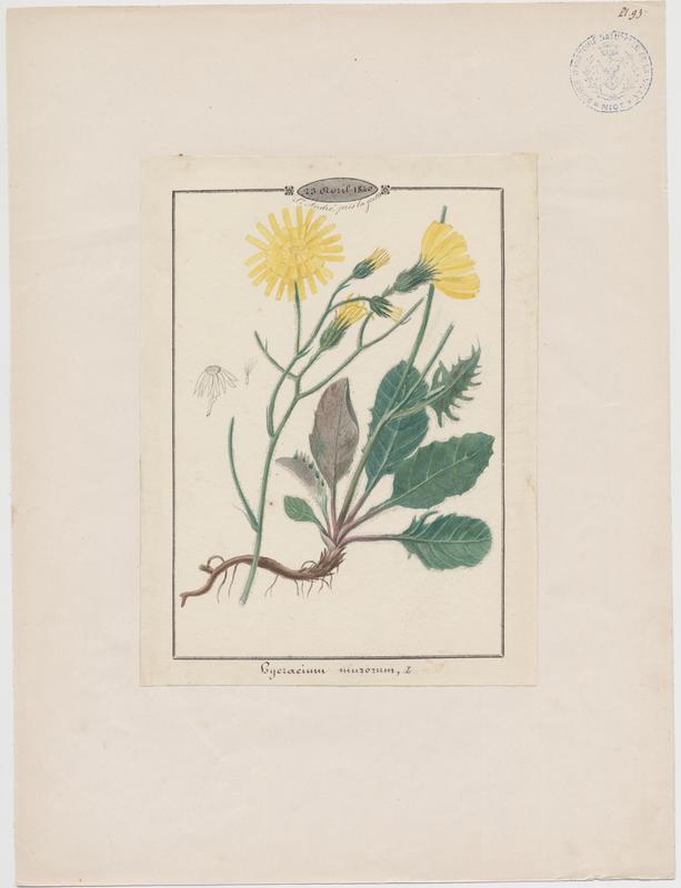Epervière des bois ; Épervière des murs ; plante à fleurs