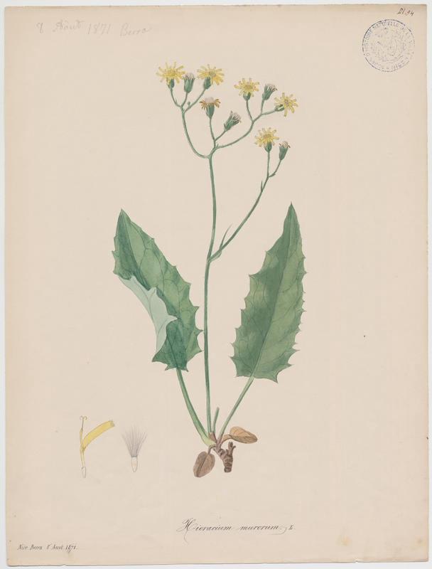 Epervière des bois ; Épervière des murs ; plante à fleurs