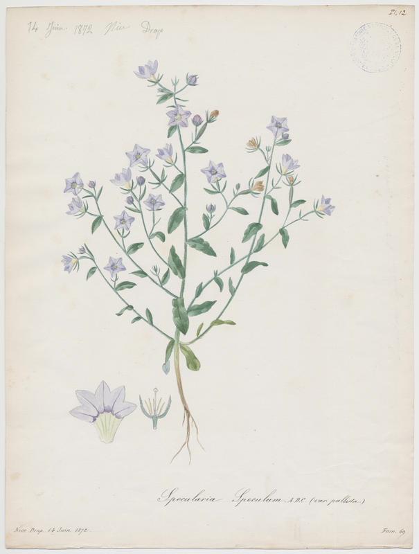 Miroir de Vénus ; plante à fleurs