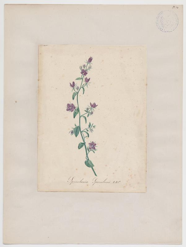 Miroir de Vénus ; plante à fleurs