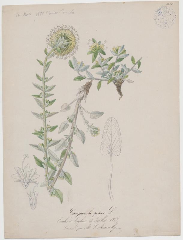 Campanule blanchâtre ; plante à fleurs