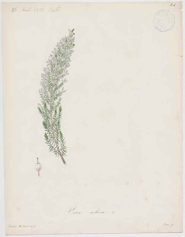 Bruyère arborescente ; plante à fleurs