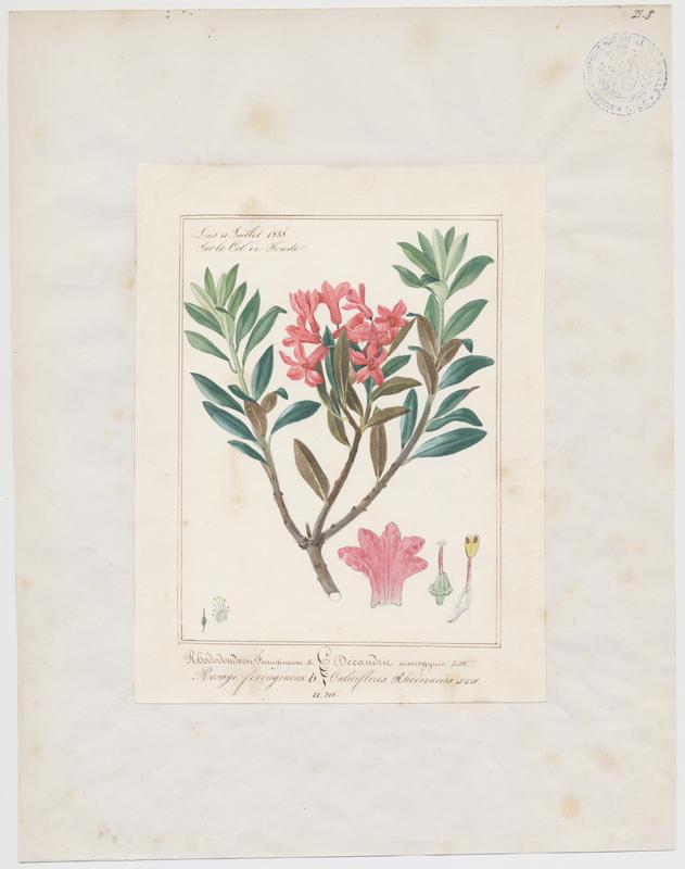 Rosage ferrugineux ; plante à fleurs