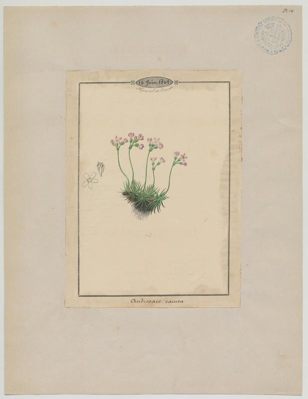 Androsace carnée ; plante à fleurs