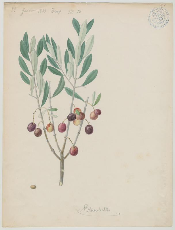 Olivier ; Blancheta ; plante à fleurs