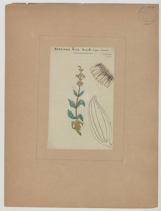 Gentiane jaune ; plante à fleurs