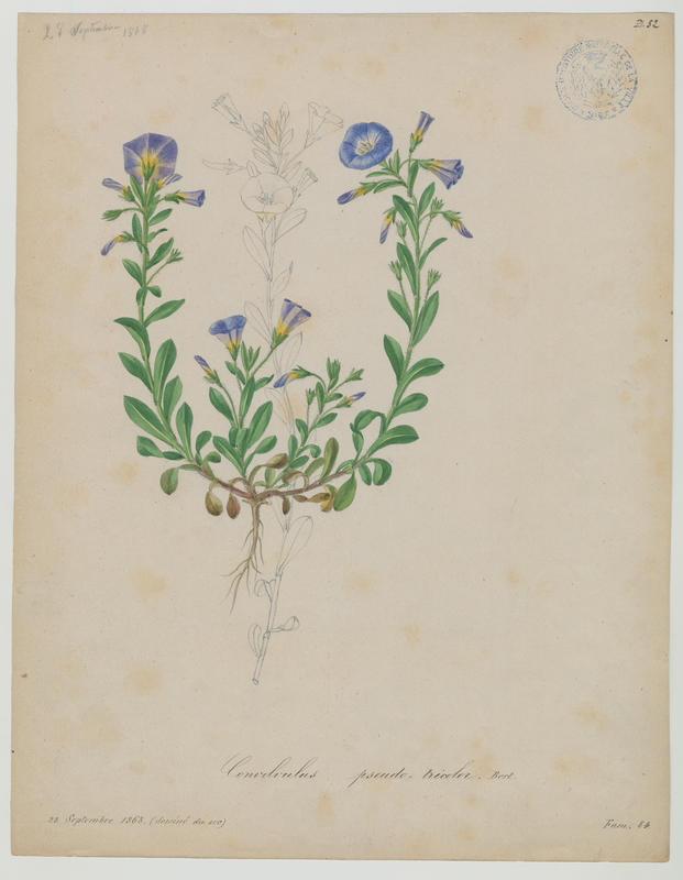 Liseron Belle de jour ; plante à fleurs